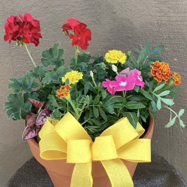 Medium Patio Pot