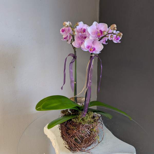 Mini phalaenopsis orchid (birds nest #2)