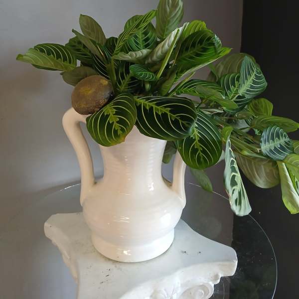 Leafy plant in potted vase #808