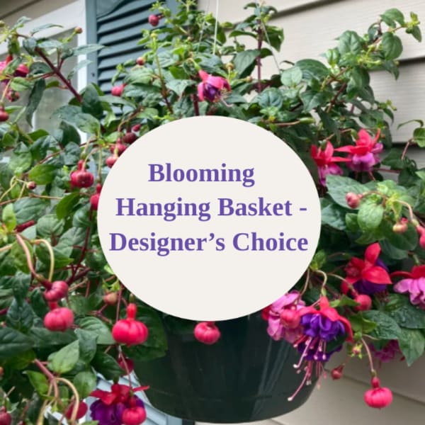 Hanging basket of pink and purple fuchsia flowers