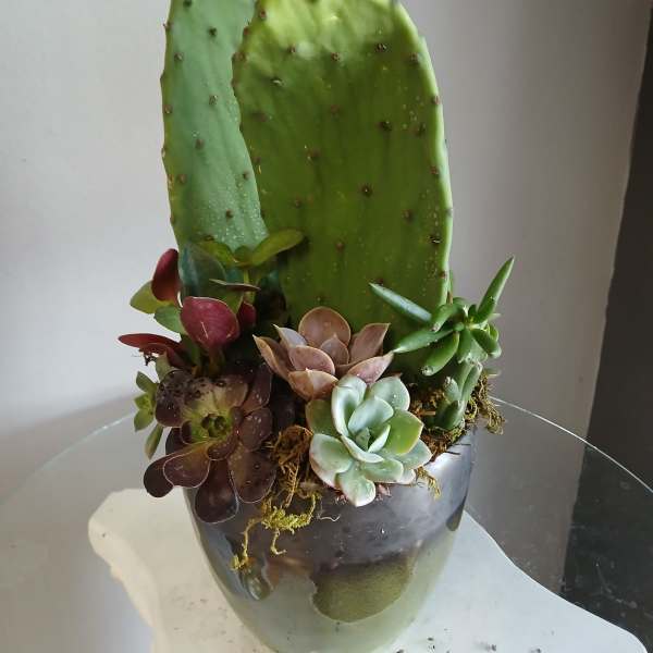 Succulents and cacti PL108