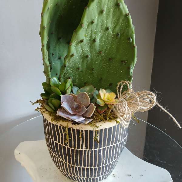 Succulents and cactus in pot PL107