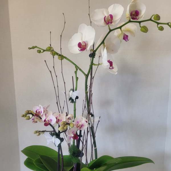 White Orchids