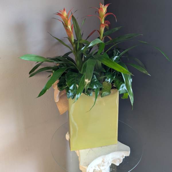 Bromeliads in the garden (tall green vase)