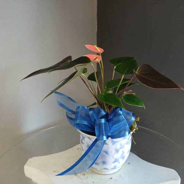 Anthurium