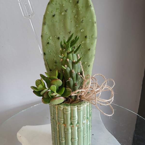 Cactus plant PL103