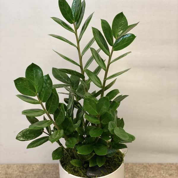 Potted green plant in a white ceramic container