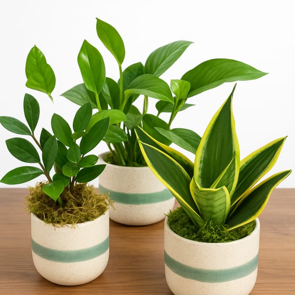 Three potted houseplants in cream ceramic pots on a wooden surface