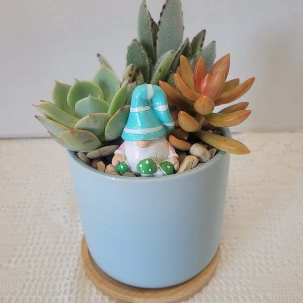 Succulent in Blue
