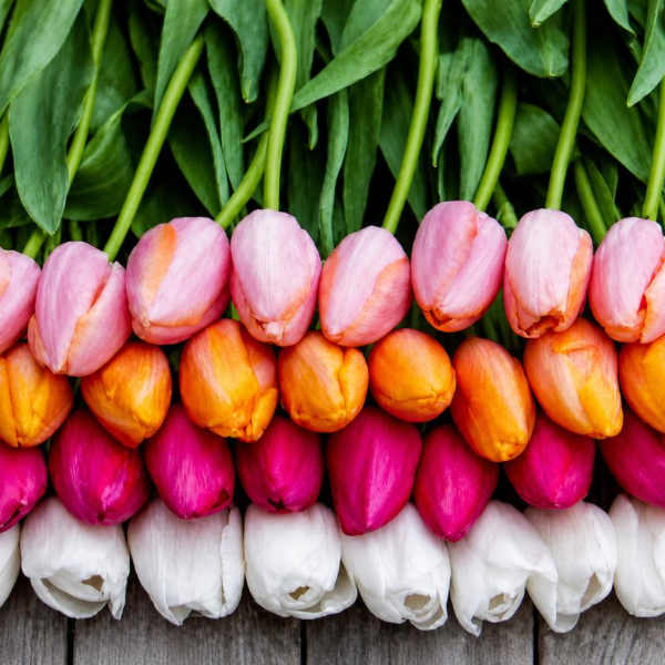 Designers Choice Tulips