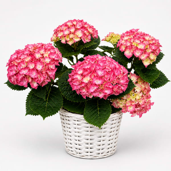 Hydrangea Plant
