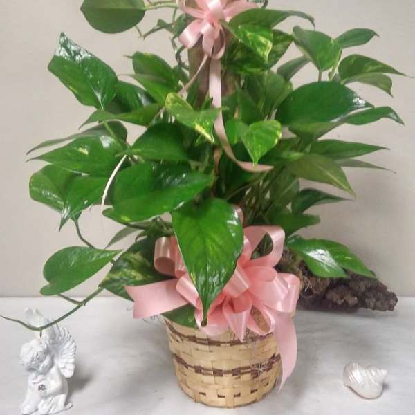 Potted green houseplant with pink ribbon in a woven basket