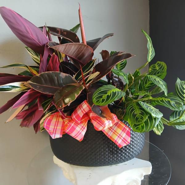 Potted mix plants PL110