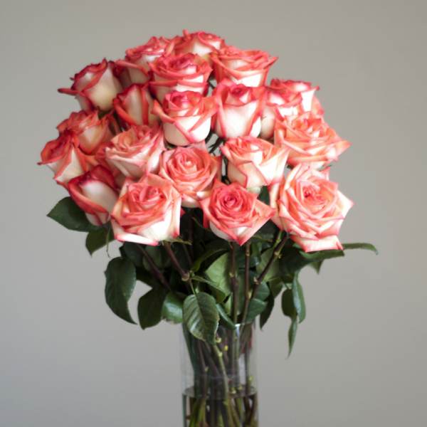 Bouquet of pink-and-white roses in a clear glass vase