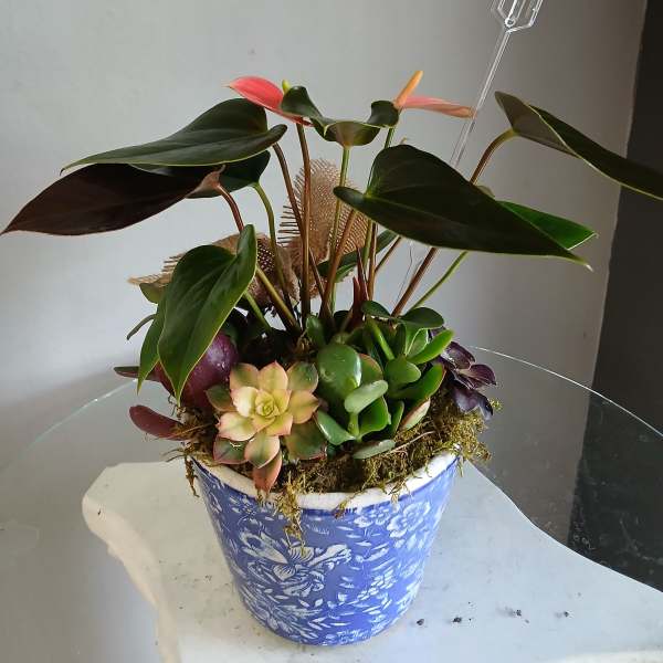 Succulents with plant PL104