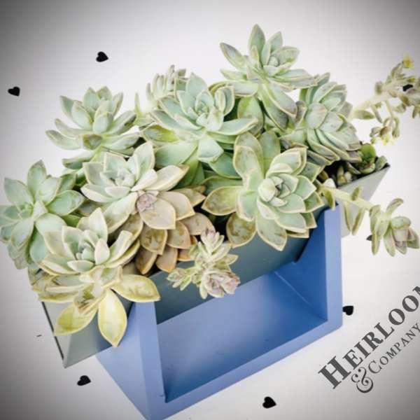 Succulent arrangement in a blue box with small black heart accents