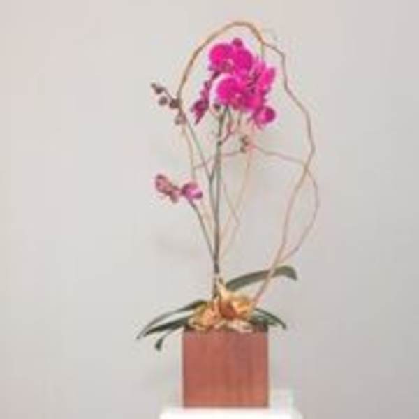 Yerba Buena Phalaenopsis Orchids