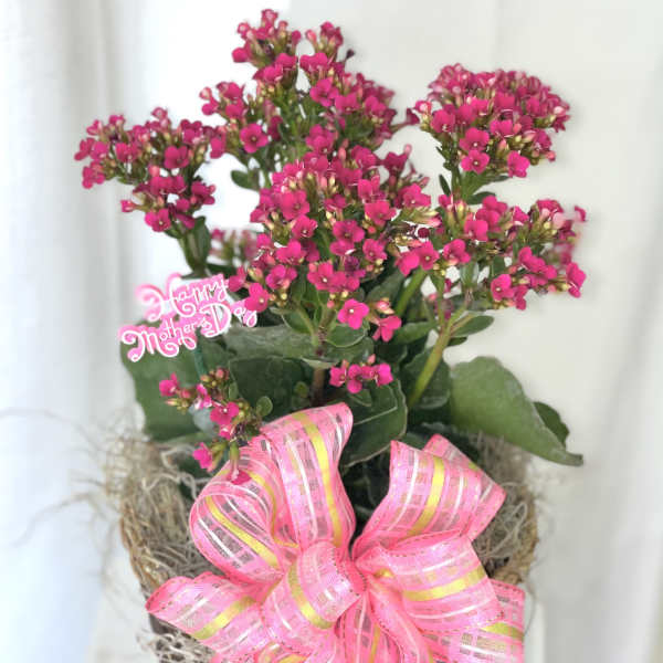 Pink Kalanchoe