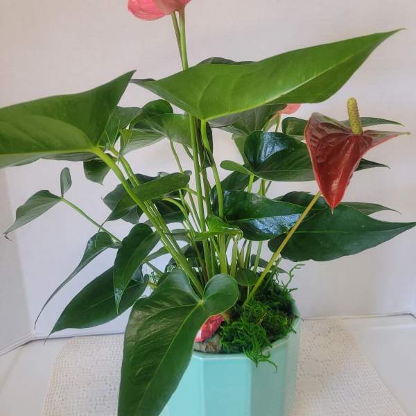 Pink Large Anthurium