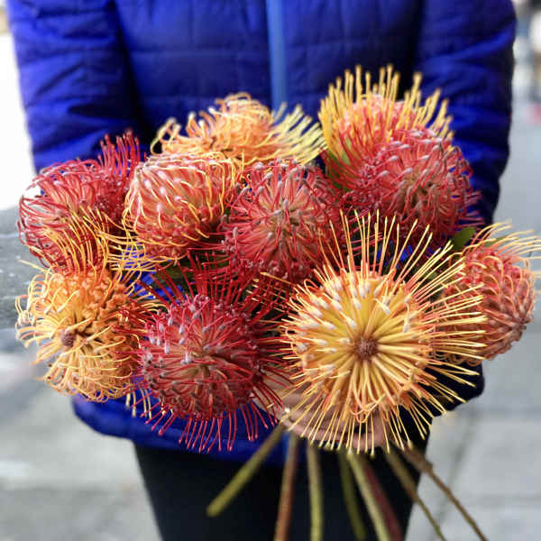 Protea Sunset