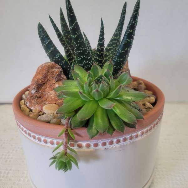 Desert Terracotta