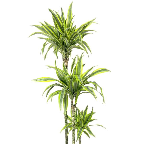 Tall variegated green and yellow houseplant with multiple stalks in a black plastic pot