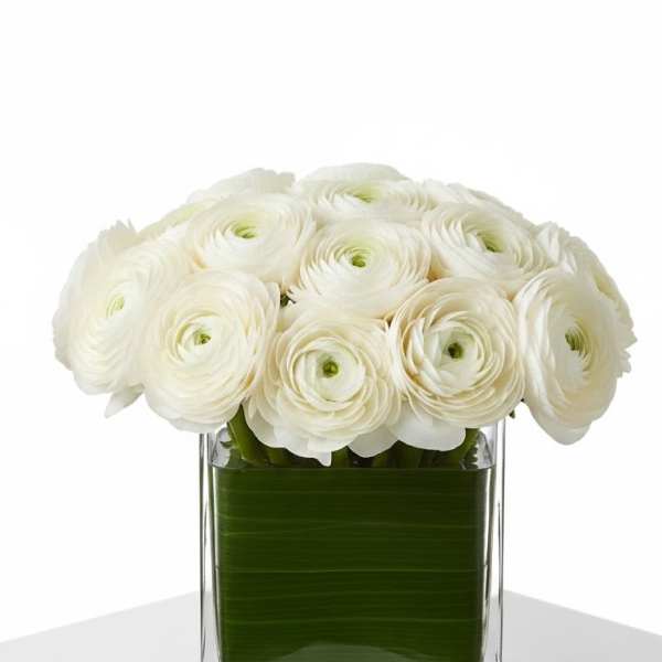 Ranunculus
