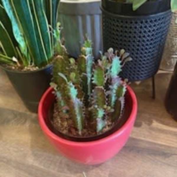 African Milk Cactus