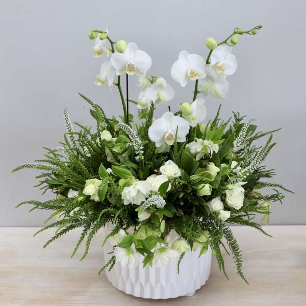 White phalaenopsis orchids and white roses with lush green foliage in a white ceramic pot