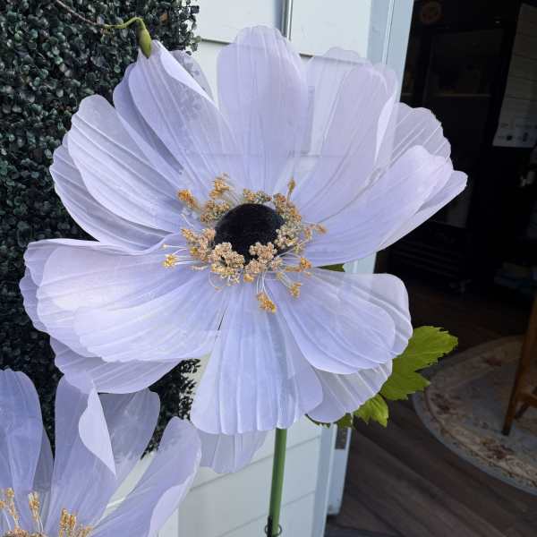 Oversized Large Sheer Ethereal Voile Coreopsis Bloom