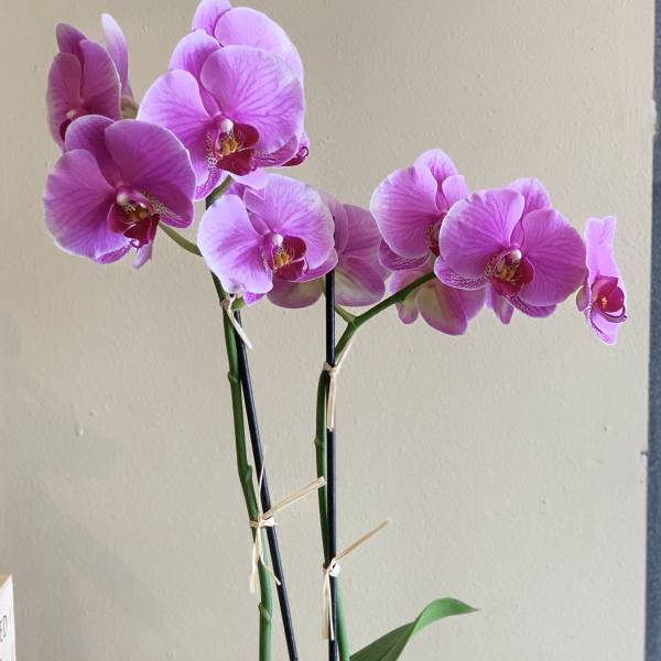 Pink orchids in a gray pot with a green succulent