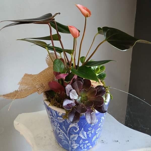 Potted plant with succulents PL105