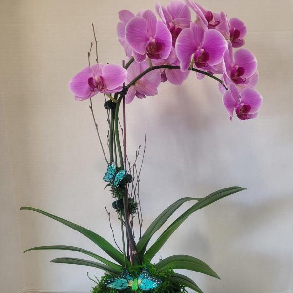 Purple Single Stem Cascading