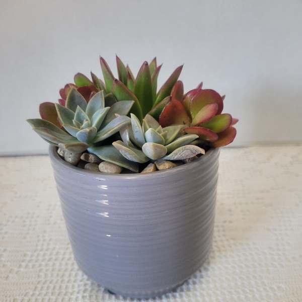 Succulent in Grey