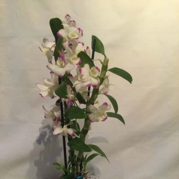 True Orchid Love