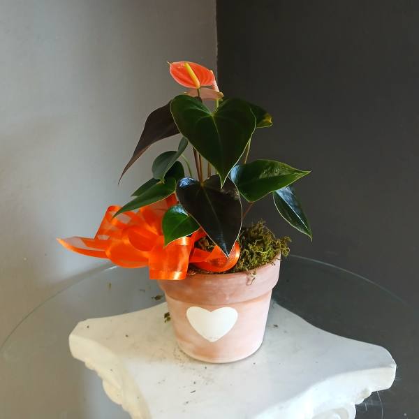 Heart Anthurium
