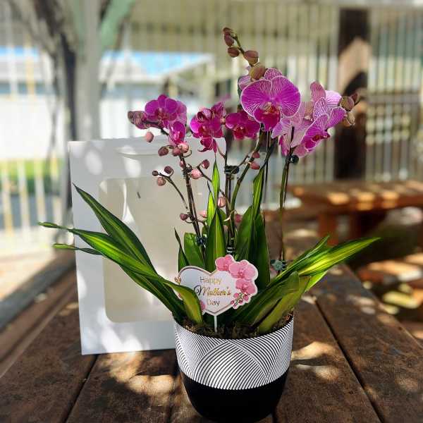 Pink orchids in a black-and-white pot with a Mother's Day tag