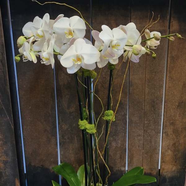 White orchid arrangement in a white pot with broad green leaves