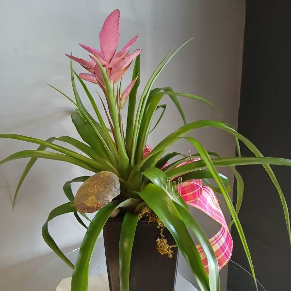 Bromeliad Antonia plant #803