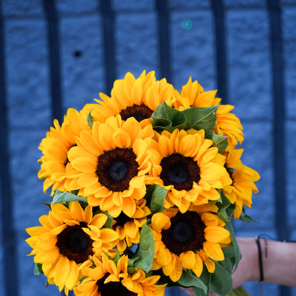 Bouquet of bright yellow sunflowers with dark centers