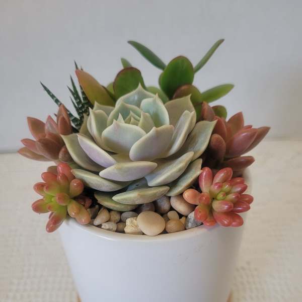 Succulents in White