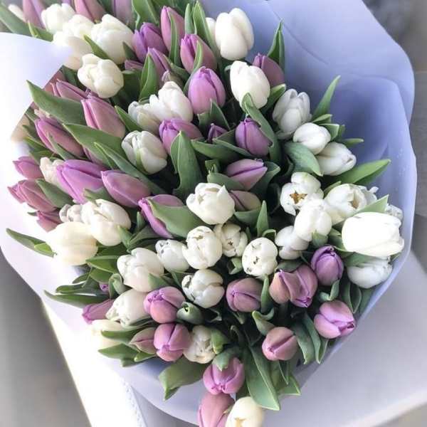 Bouquet of white and lavender tulips wrapped in pale paper