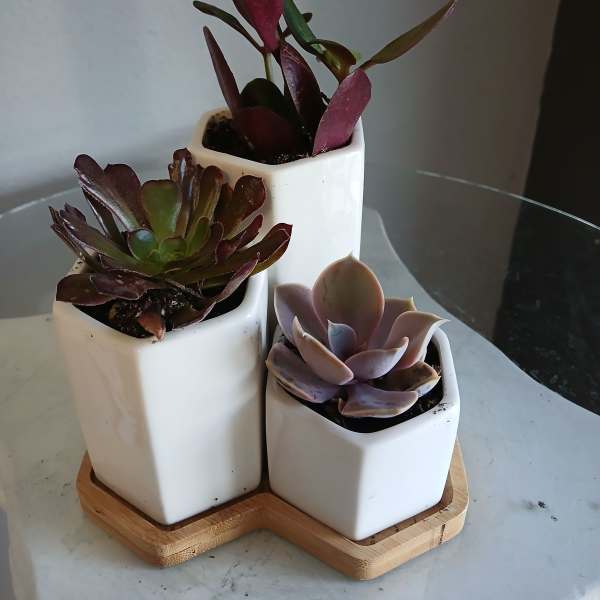 Succulent mini trio #801
