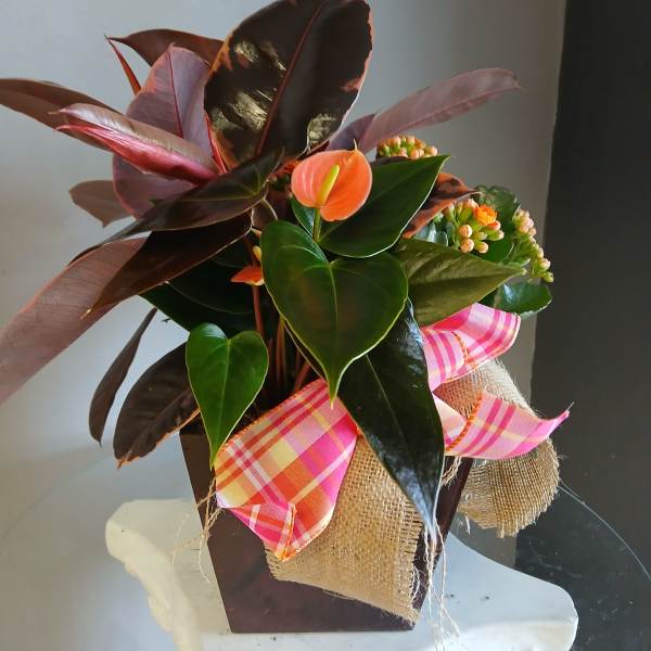 Mixed plant in a pot PL109