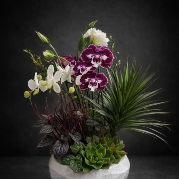 Three steam orchid with plant