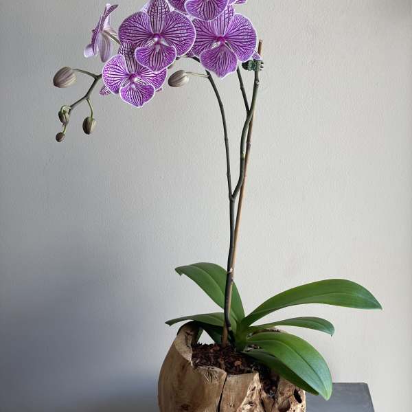 Purple orchid plant in a carved wooden pot
