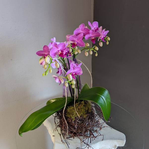 Mini phalaenopsis orchid (birds nest #1)