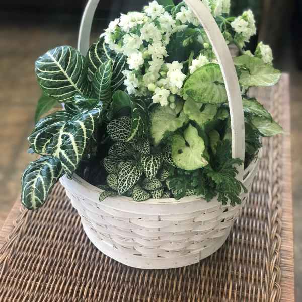 White basket of green houseplants with small white flowers