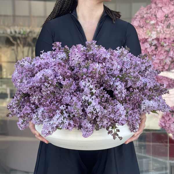 Lilac Bliss V