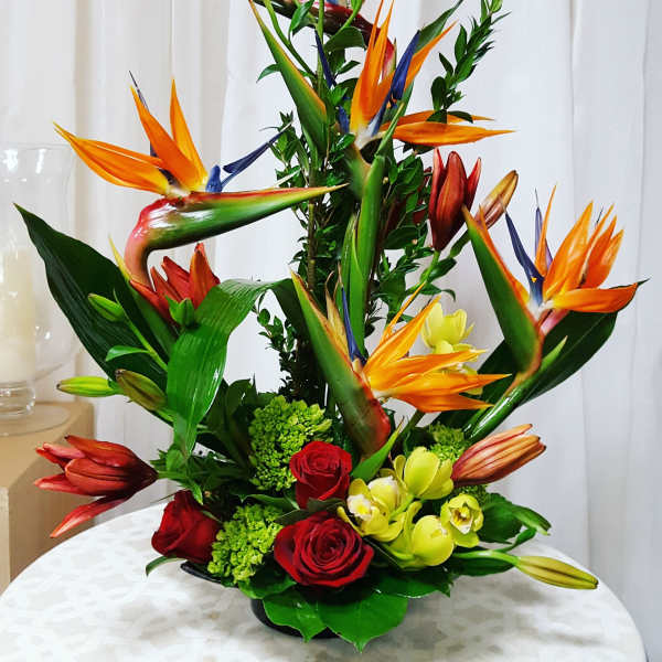 Birds of Paradise